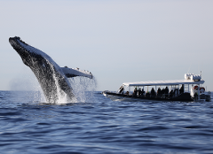 (Resuming in May) Whale Watching on vessel OSPREY - Rose Bay departure