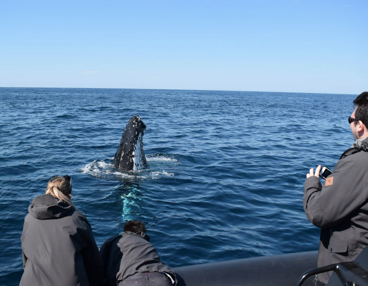 Whale Watching - Circular Quay Departure - Agent