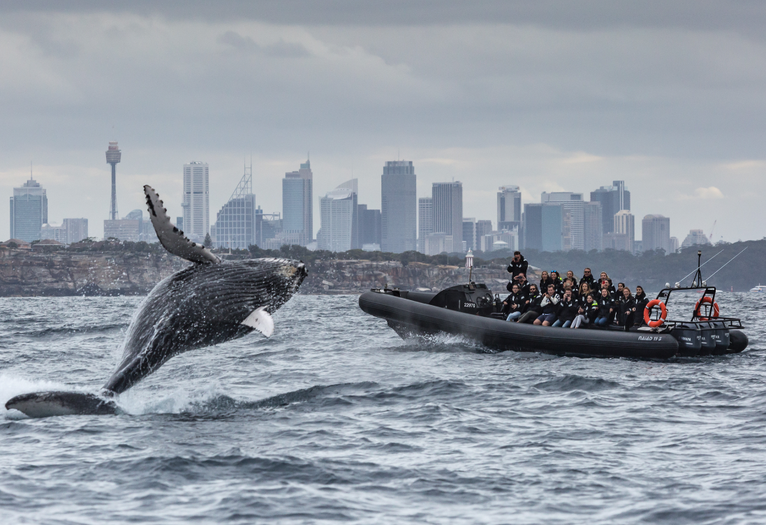 (Resuming in May) Whale Watching on vessel EXTREME - Manly Wharf Departure