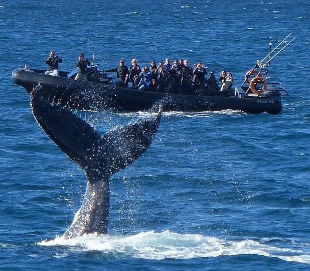whale watching cruise circular quay