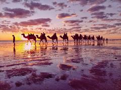 Pre-sunset Cable Beach Camels