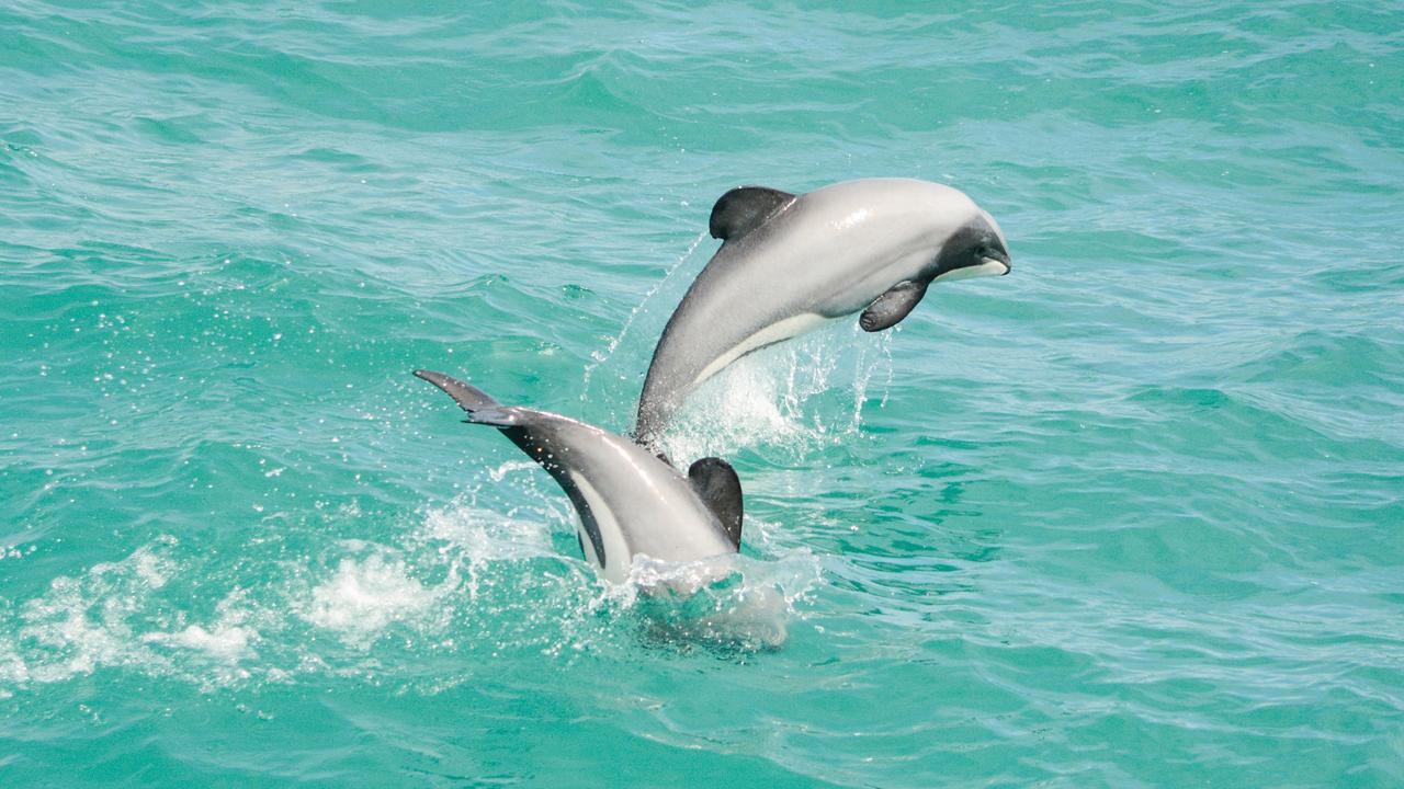 Akaroa Dolphins | Harbour Nature Cruises