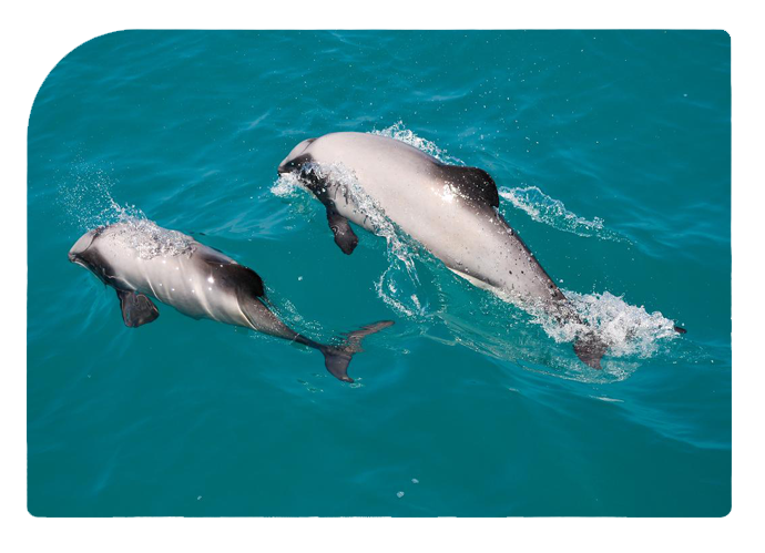 ecoSEAker Swimming with Dolphins Akaroa