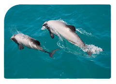 Akaroa Dolphins 〜 Harbour Nature Cruise