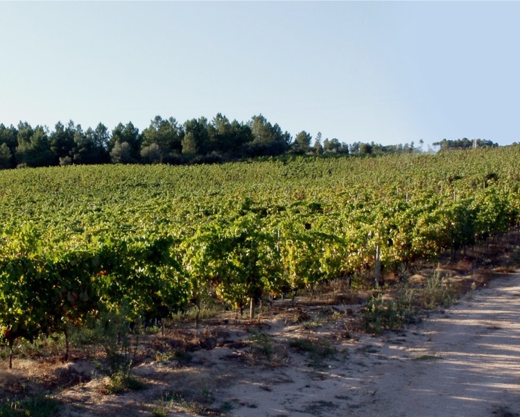 Visita Enológica à Quinta de Arcossó :: Enological tour to Arcossó Farm