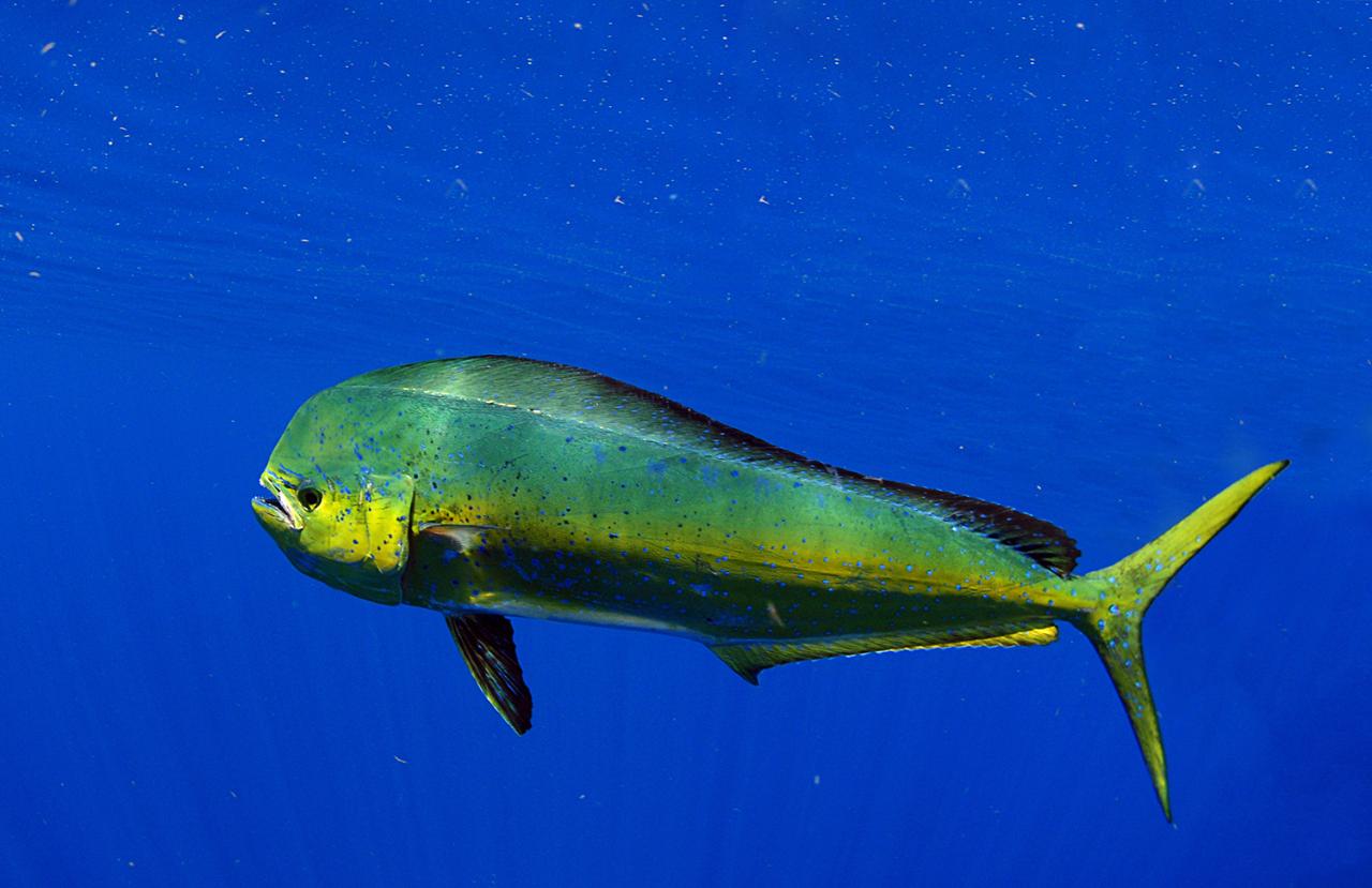 Z Mahi Mahi Blue Juice Charters Reservations