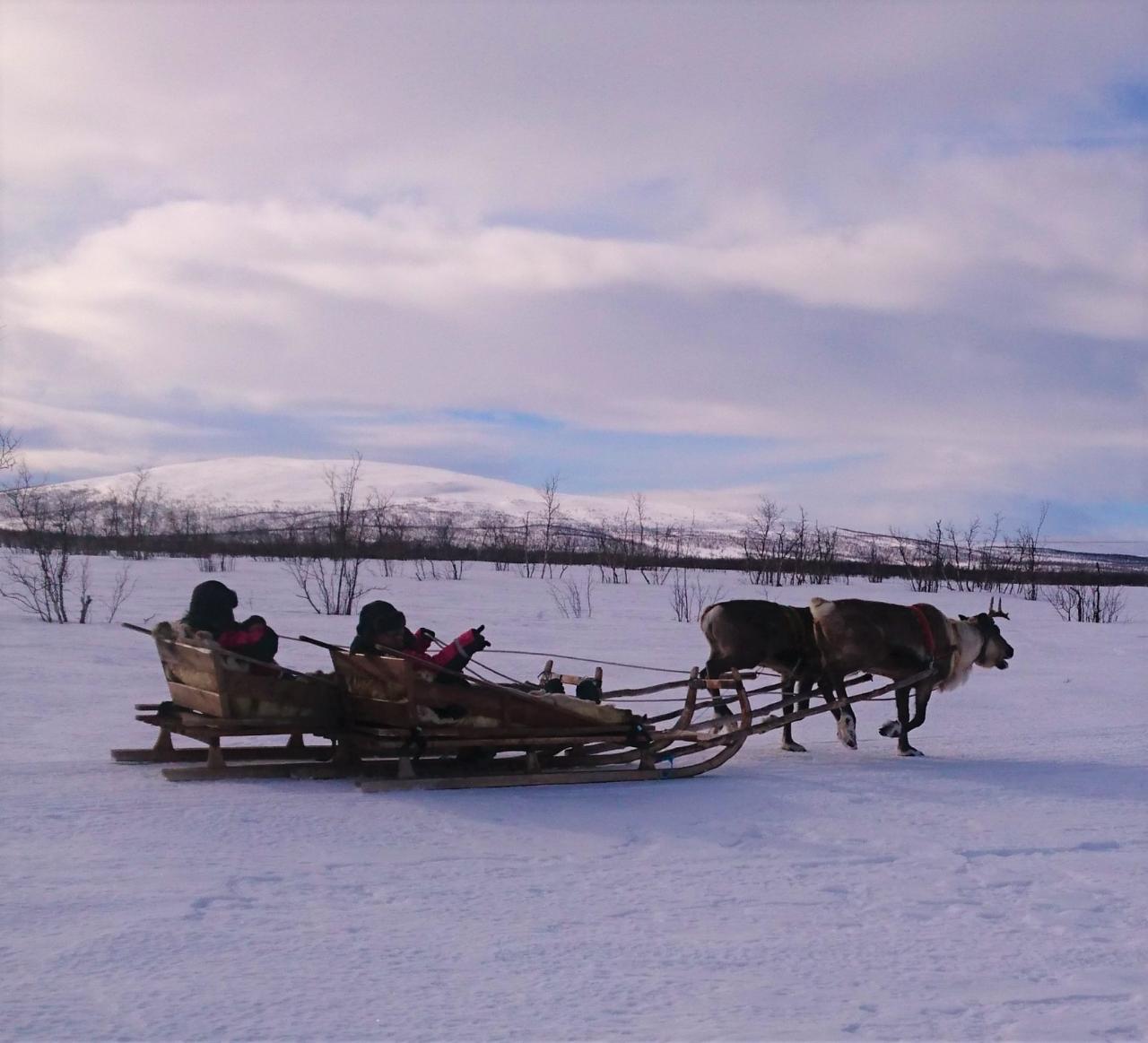 ÁRBI VUOJAN - Sami Excursion with Reindeer Sledding