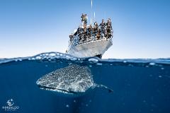 Ningaloo Whale Shark Swim on a Powerboat