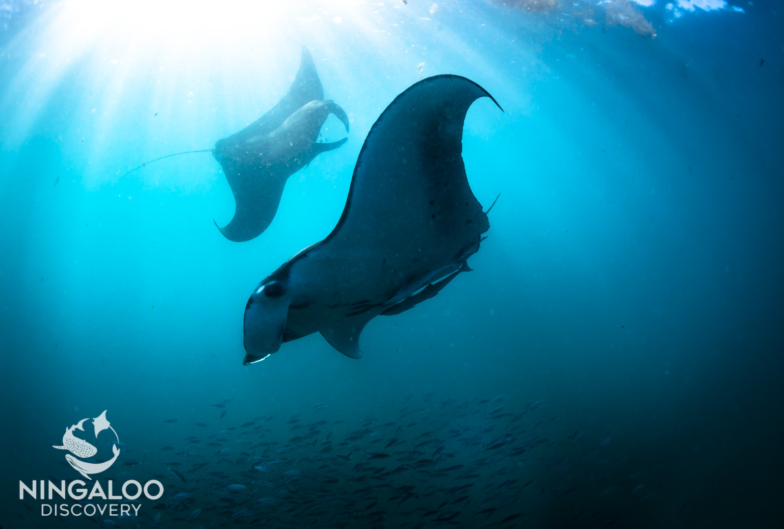 Ningaloo Whale Shark Swim & Eco Tour on a Sailing Catamaran (shoulder season)