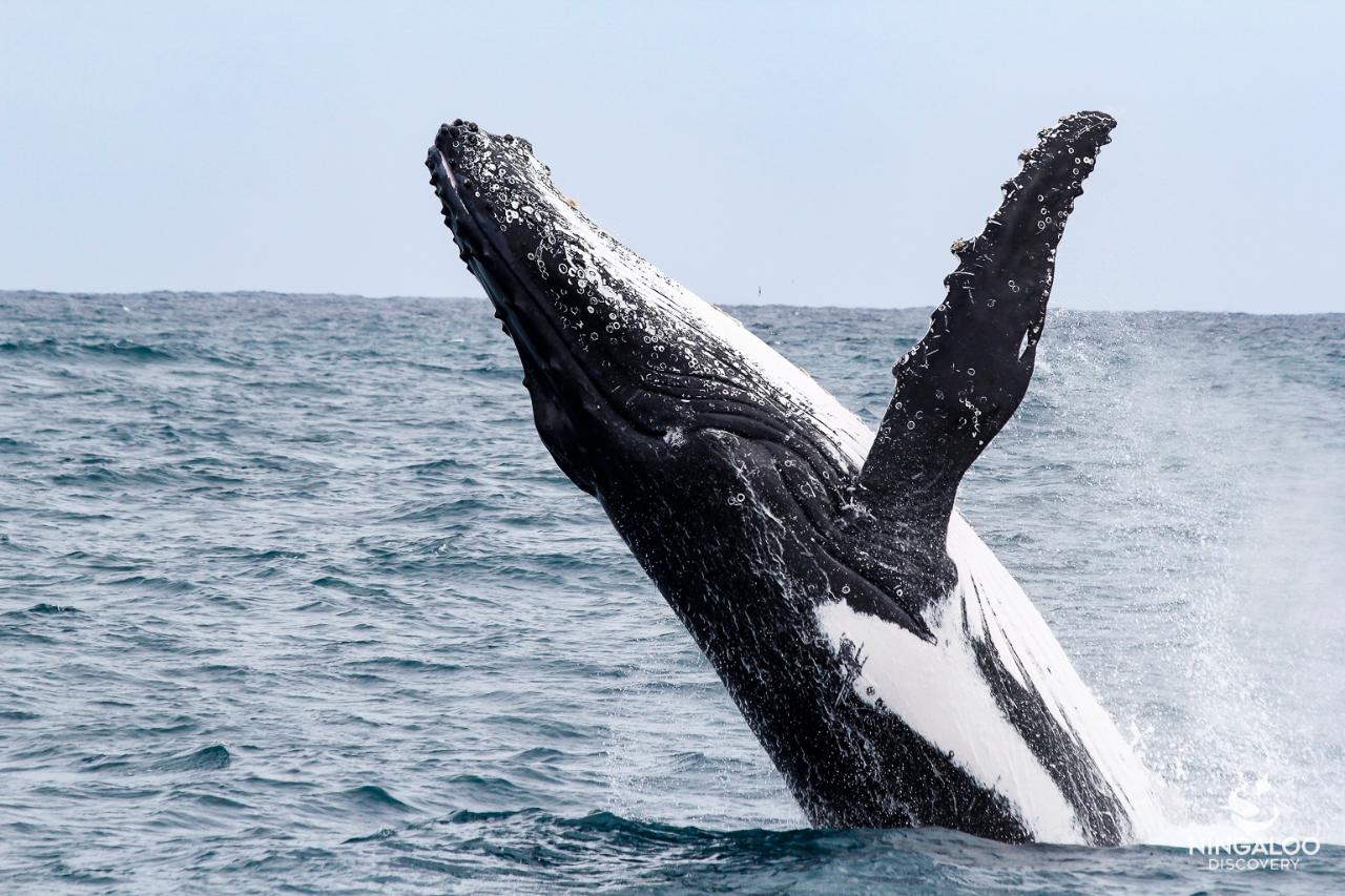 Ningaloo Humpback Whale Swim on a Sailing Catamaran**