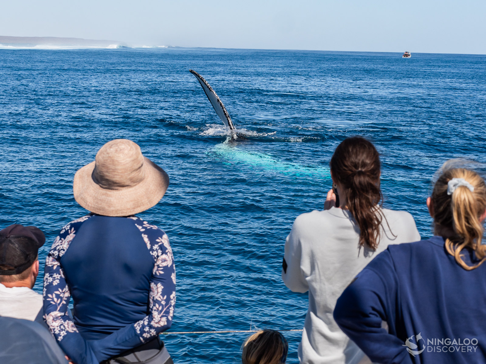 Exmouth Whale Watching Sunset Sail