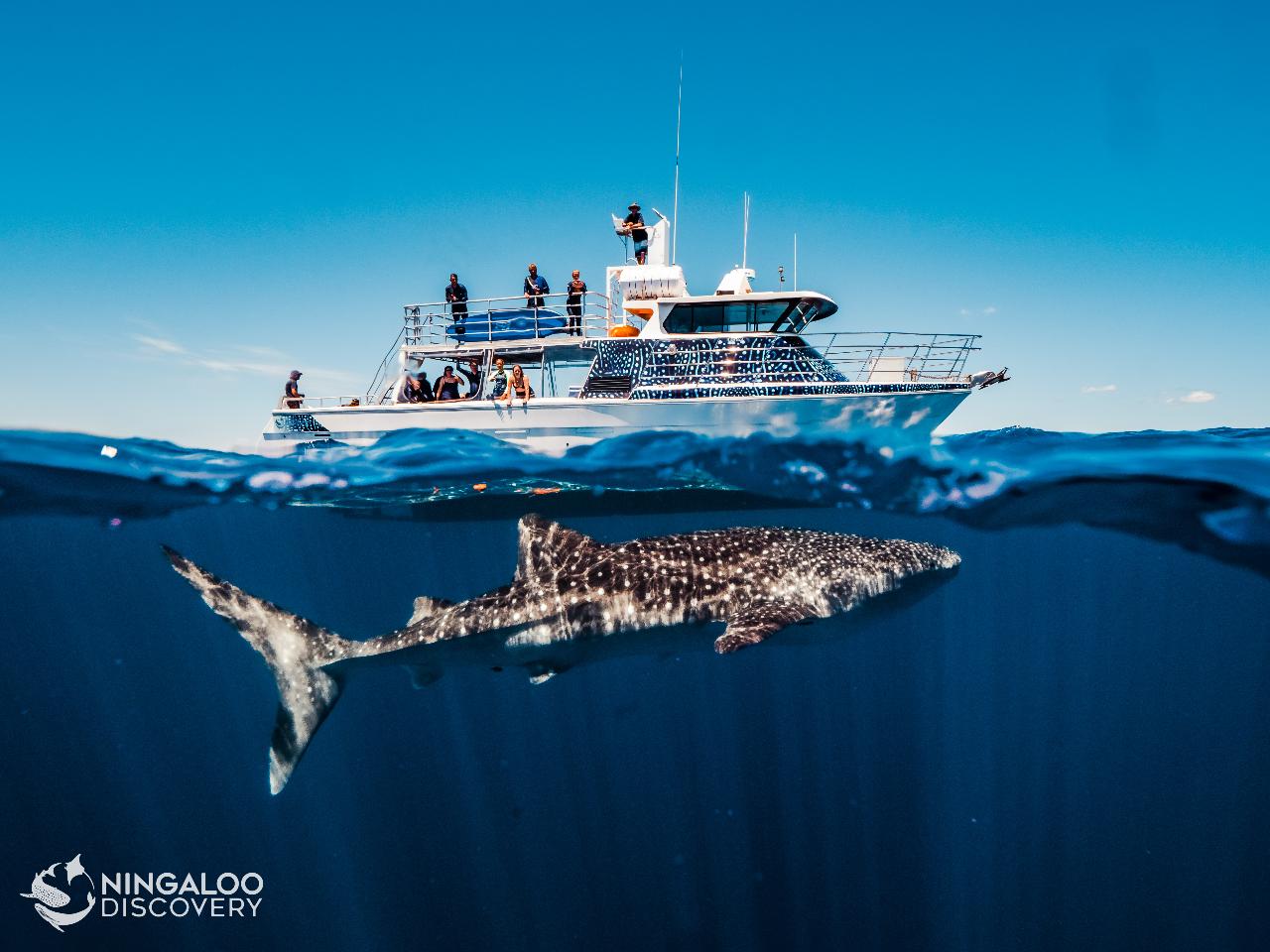 Ningaloo Whale Shark Swim on a Powerboat Ningaloo Discovery Reservations