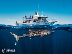Ningaloo Whale Shark Swim on a Powerboat