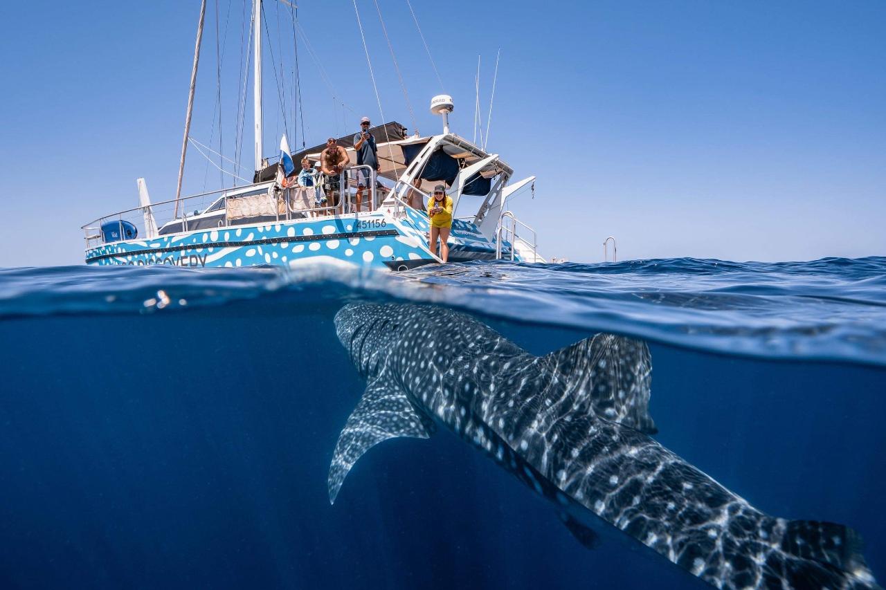 Gift Voucher - Ningaloo Whale Shark Swim on a Sailing Catamaran