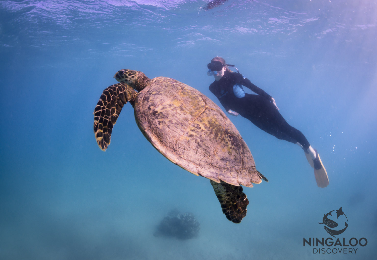 Ningaloo Whale Shark Swim & Eco Tour on a Sailing Catamaran (shoulder season)