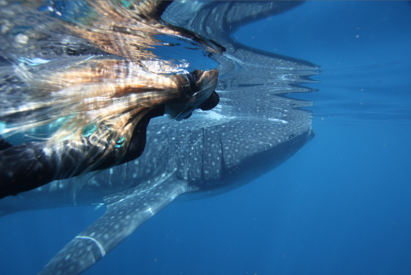 Ningaloo Whale Shark Swim & Eco Tour on a Sailing Catamaran (shoulder season)