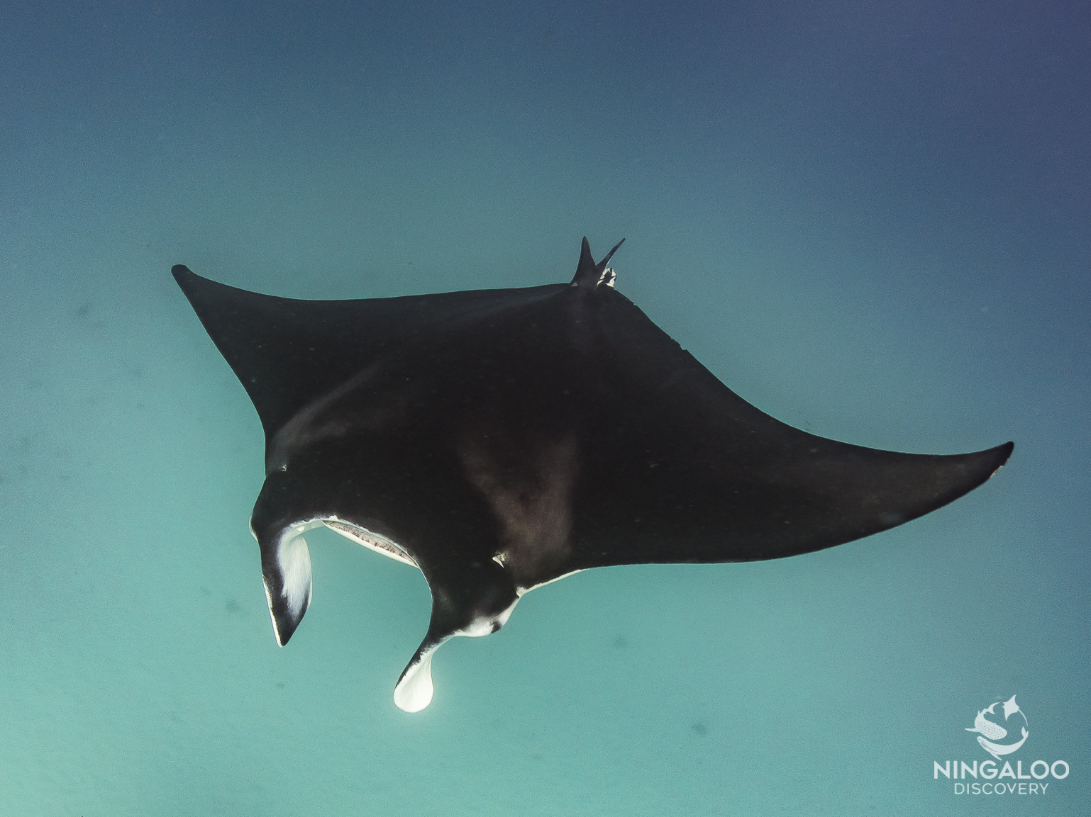 Ningaloo Whale Shark Swim on a Powerboat**