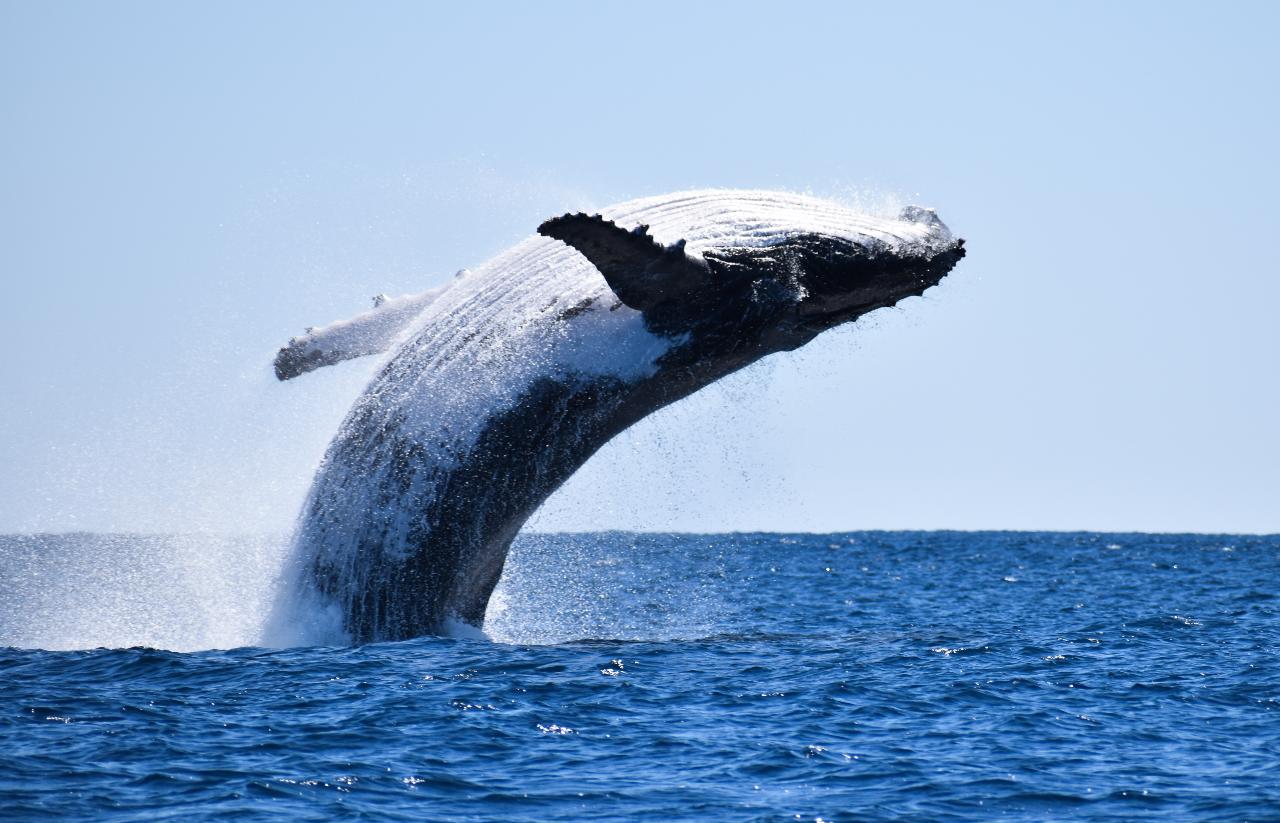 whale breaching sunset