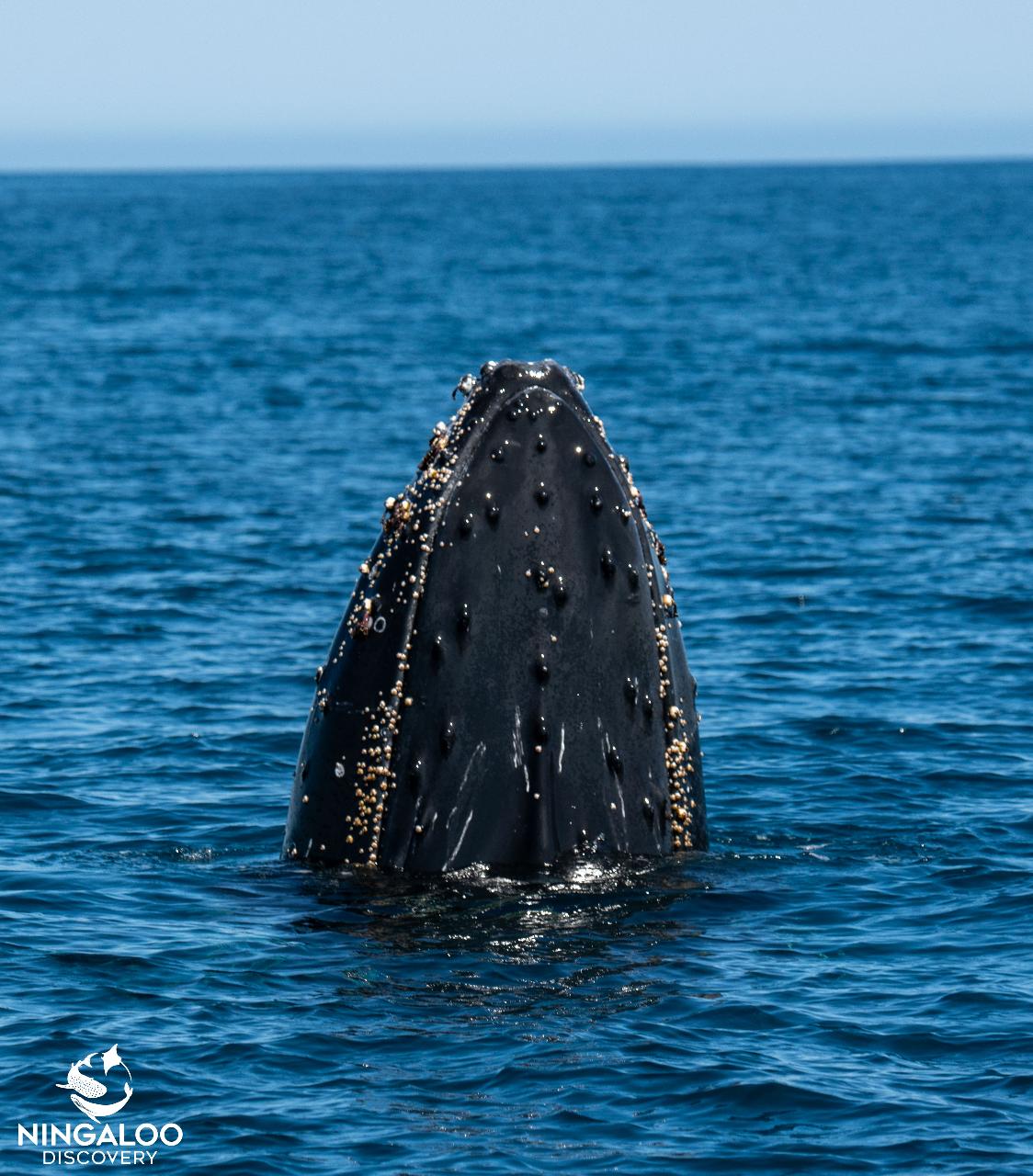 Gift Voucher - Ningaloo Humpback Whale Swim on a Sailing Catamaran