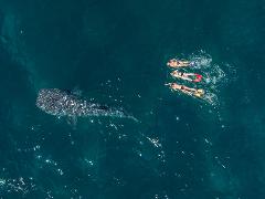 Gift Voucher - Ningaloo Whale Shark Swim & Eco Tour on a Sailing Catamaran (shoulder season)