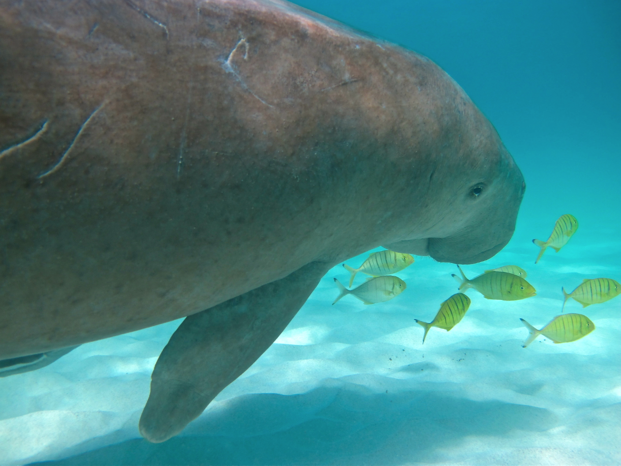 Ningaloo Whale Shark Swim & Eco Tour on a Sailing Catamaran (shoulder season)