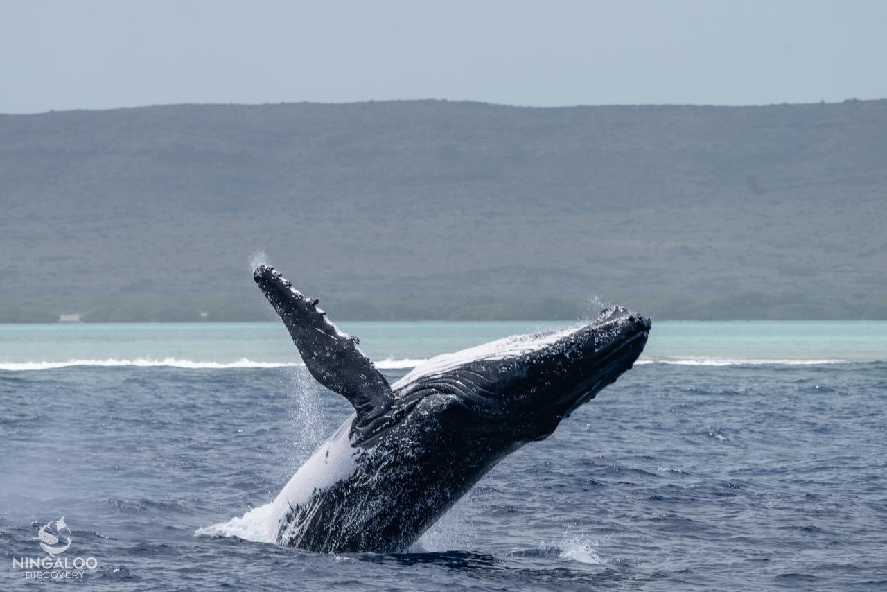 Ningaloo Humpback Whale Swim on a Powerboat