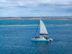 Ningaloo Marine Park Sail and Snorkel Tour (with pick up)