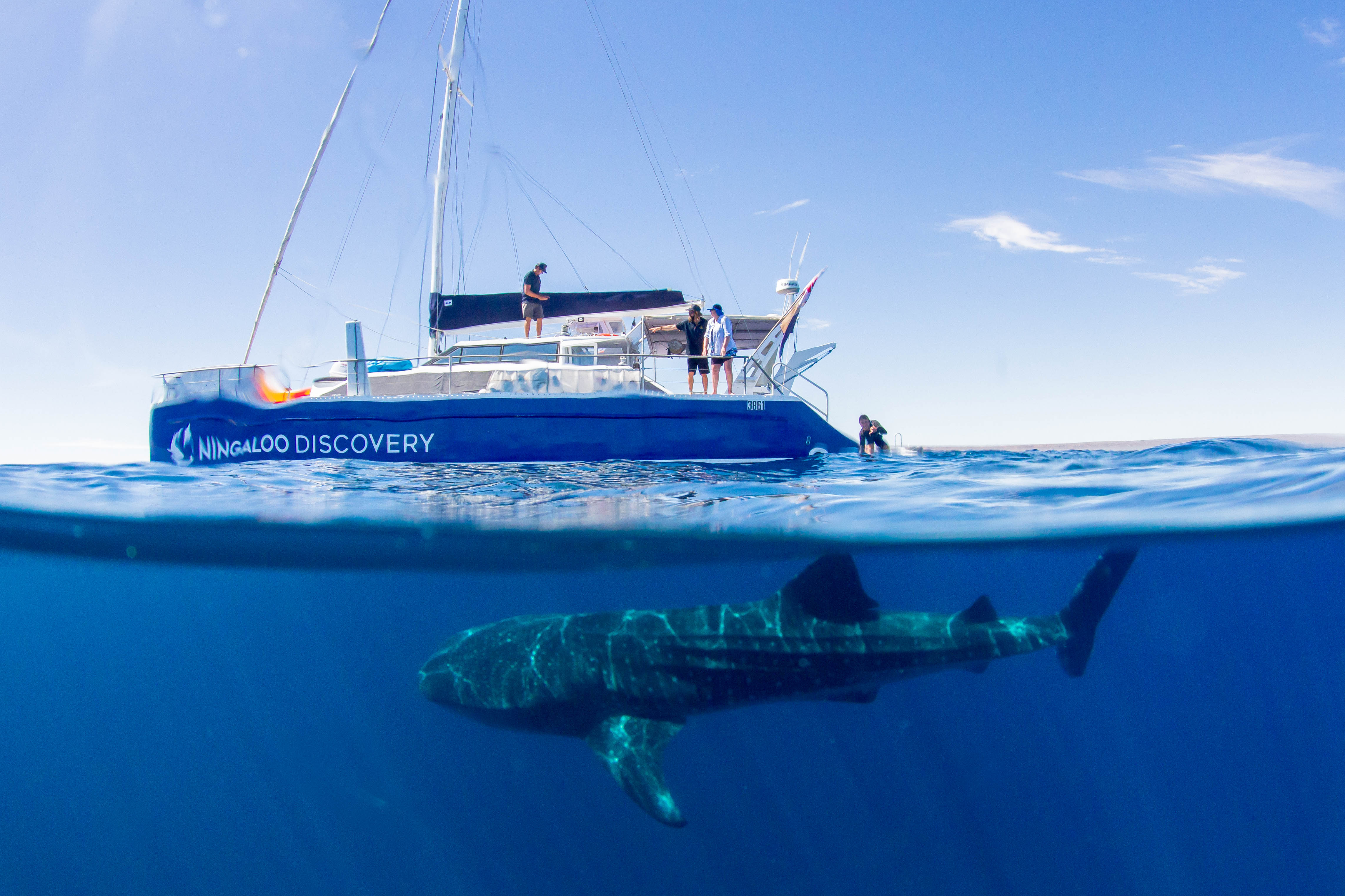 Ningaloo Whale Shark Swim on a Sailing Catamaran Ningaloo Discovery