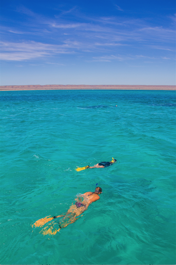 Ningaloo Whale Shark Swim & Eco Tour on a Sailing Catamaran (shoulder season)