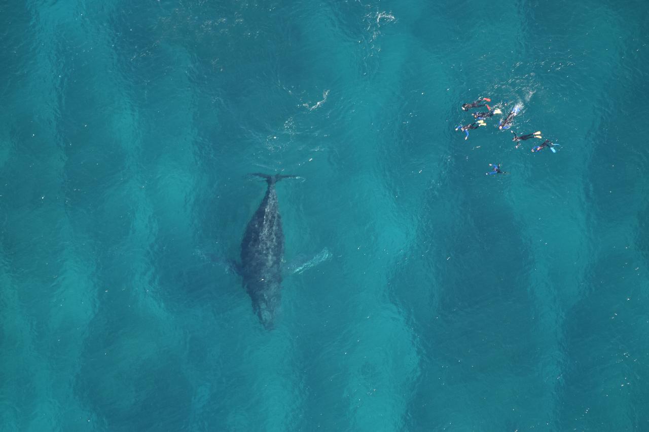 Ningaloo Humpback Whale Swim on a Sailing Catamaran - Ningaloo ...