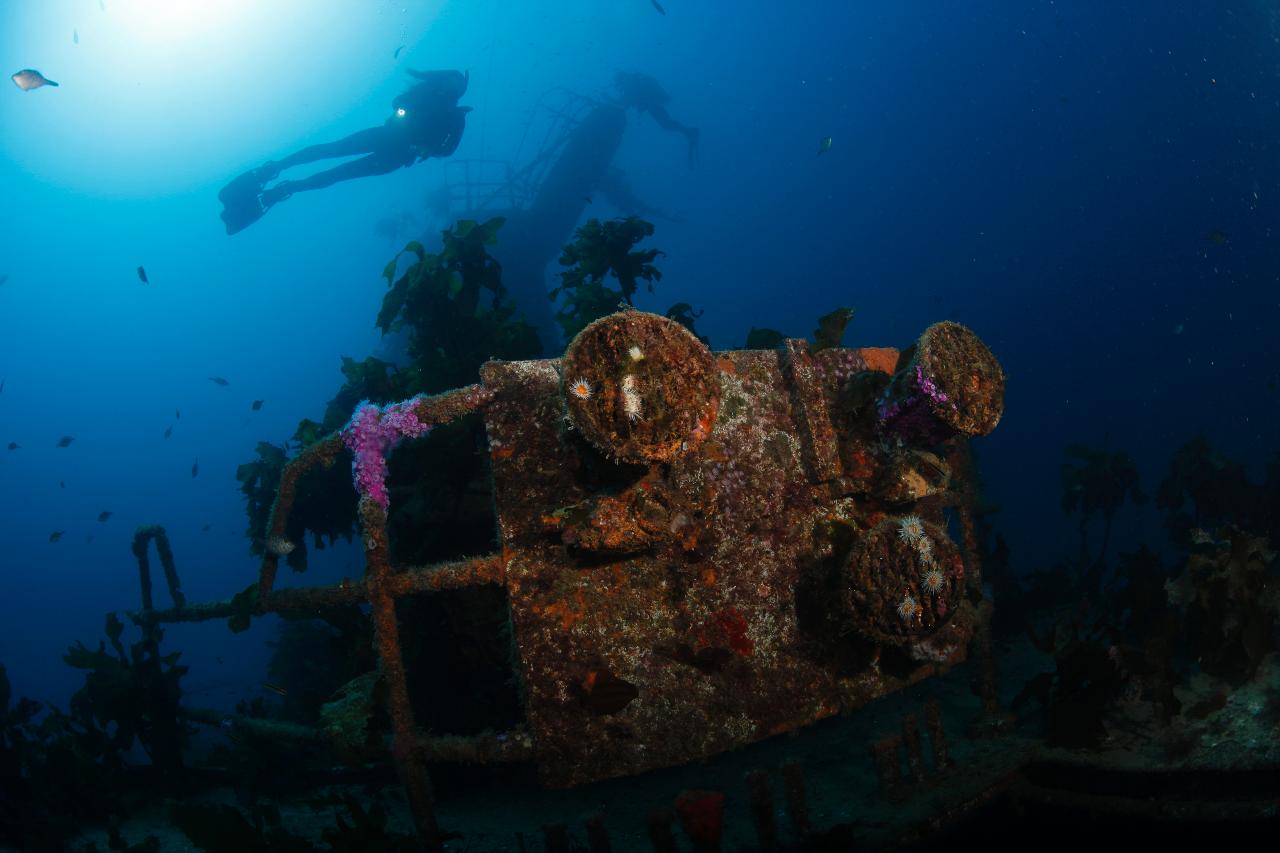 Canterbury Wreck and Reef dive 