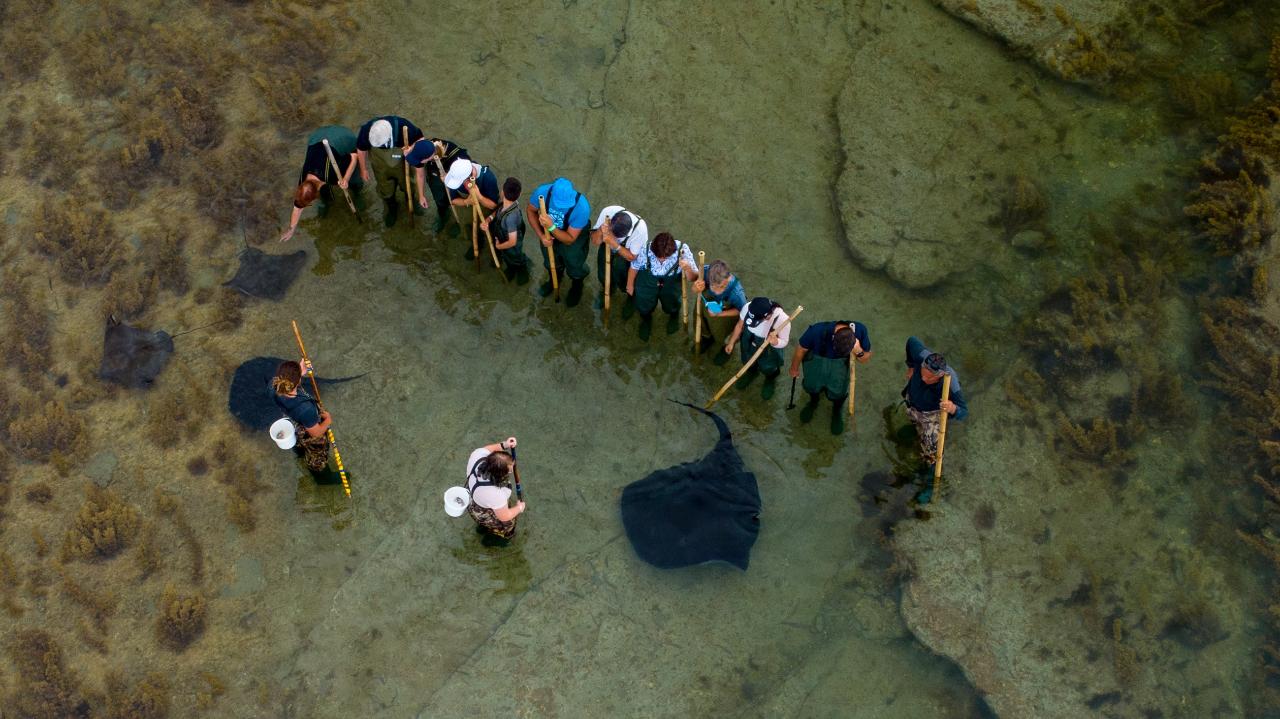 Reef Ecology Tour -  interact with Wild Stingrays