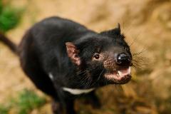 Cradle Mountain with Tasmanian Devils: GUIDED  DAY TOUR from DEVONPORT 