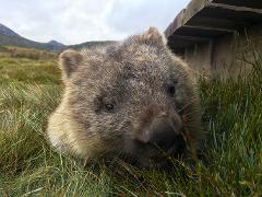 Cradle Mountain Park Explorer Day Tour from Devonport 