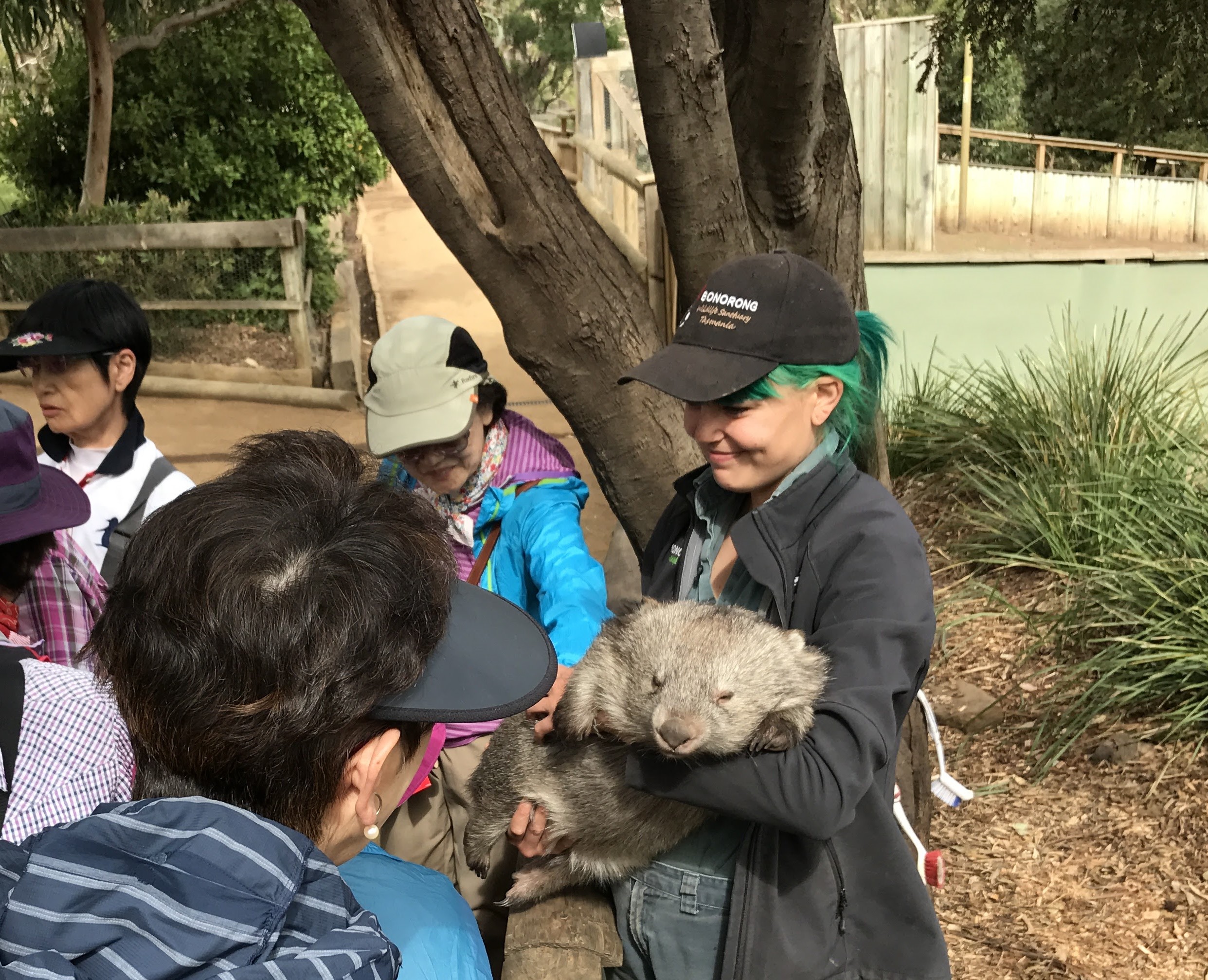 Tasmanian Wildlife & Mountain Shore Excursion