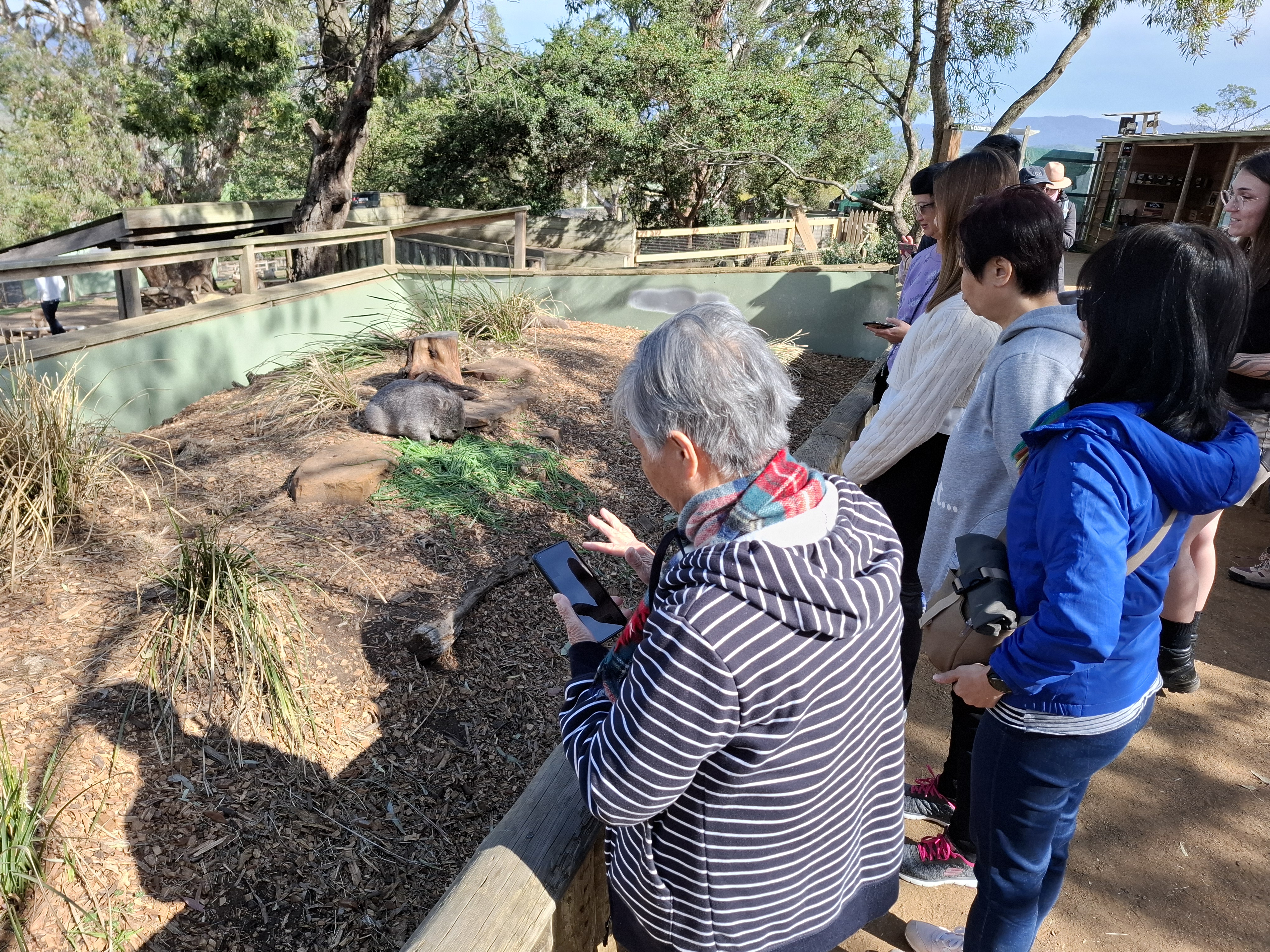 Tasmanian Wildlife & Mountain Shore Excursion