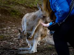 Discover Tasmania: Burnie Shore excursion