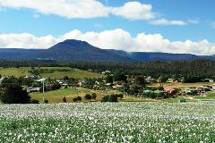  Park at Lake St Clair, Overnight in Deloraine, and Transfer to Cradle