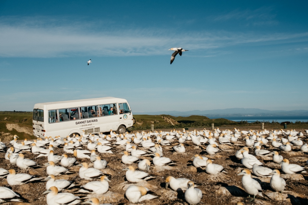 Regular Tour to Cape Kidnappers