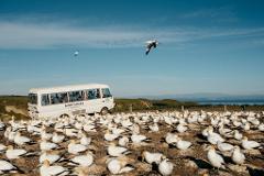 Regular Tour to Cape Kidnappers
