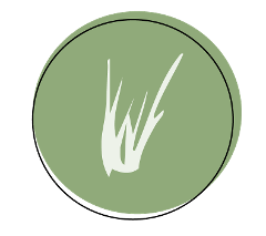 Native Plant