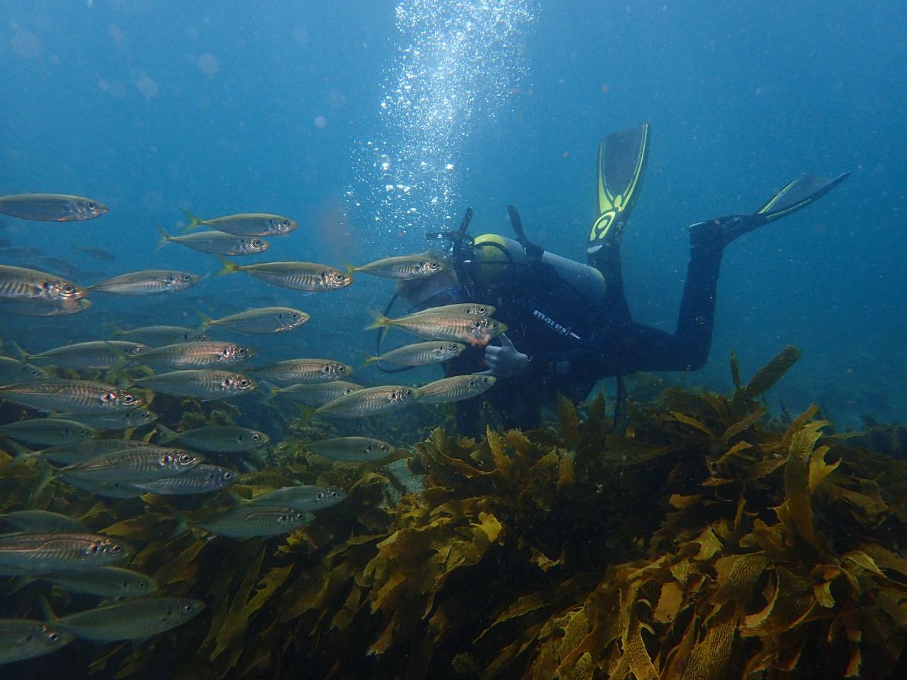 Self guided Boat Dive.