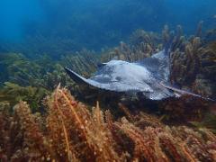 Guided Boat Dive