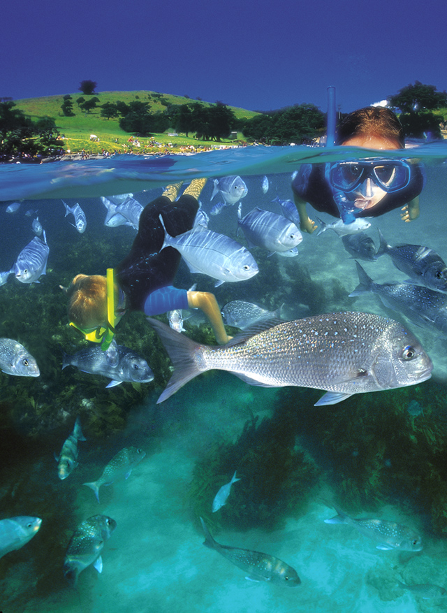 Guided Snorkel Tours | Goat Island Marine Reserve | Leigh | Auckland