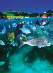 Guided Snorkel Experience, Beginners