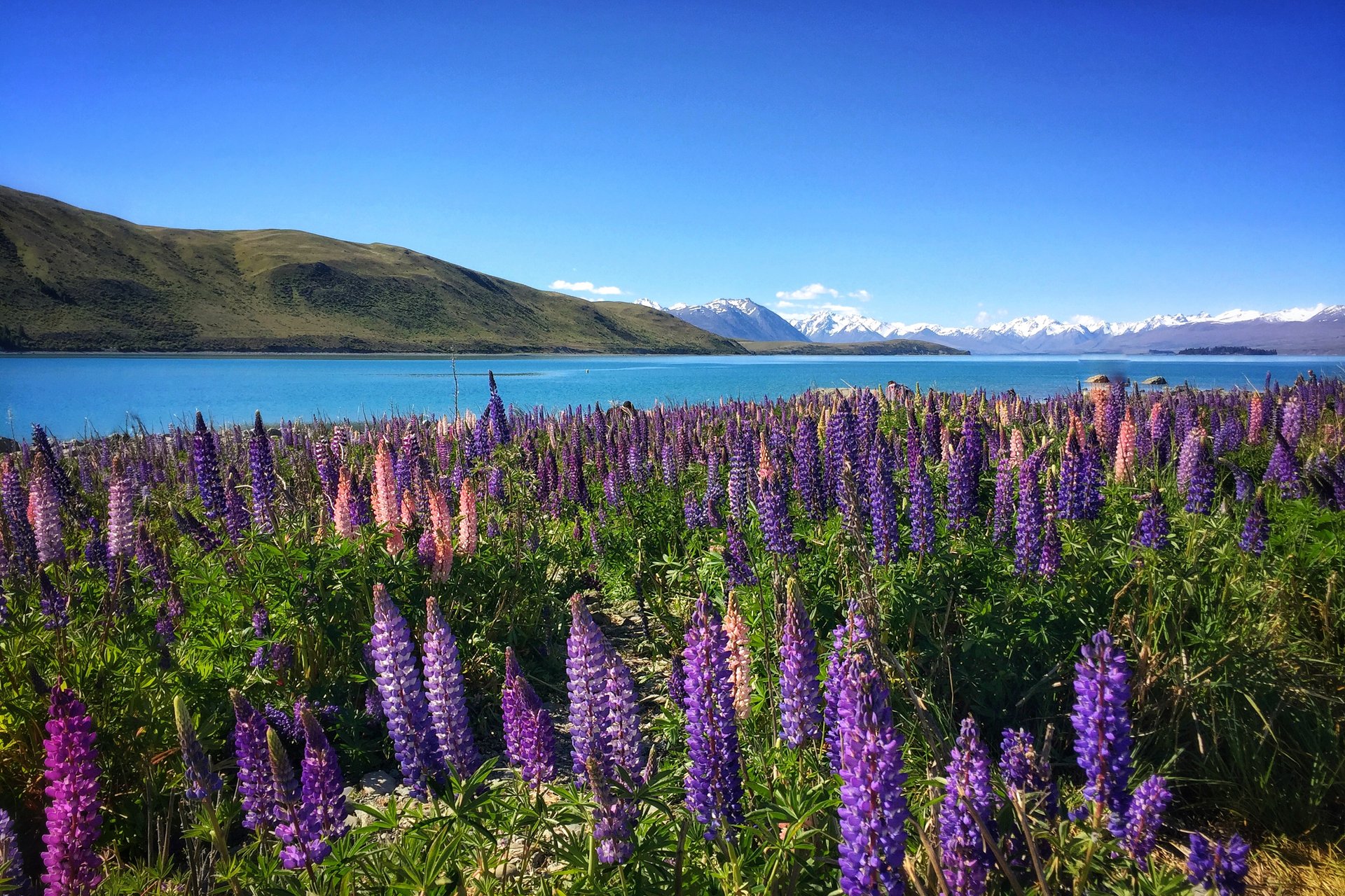 12-Day Southern Explorer Tour from Wellington: A Boat Cruise to the Remote Mou Waho Island Nature Reserve | Stunning Southern Alps |  Māori culture | 