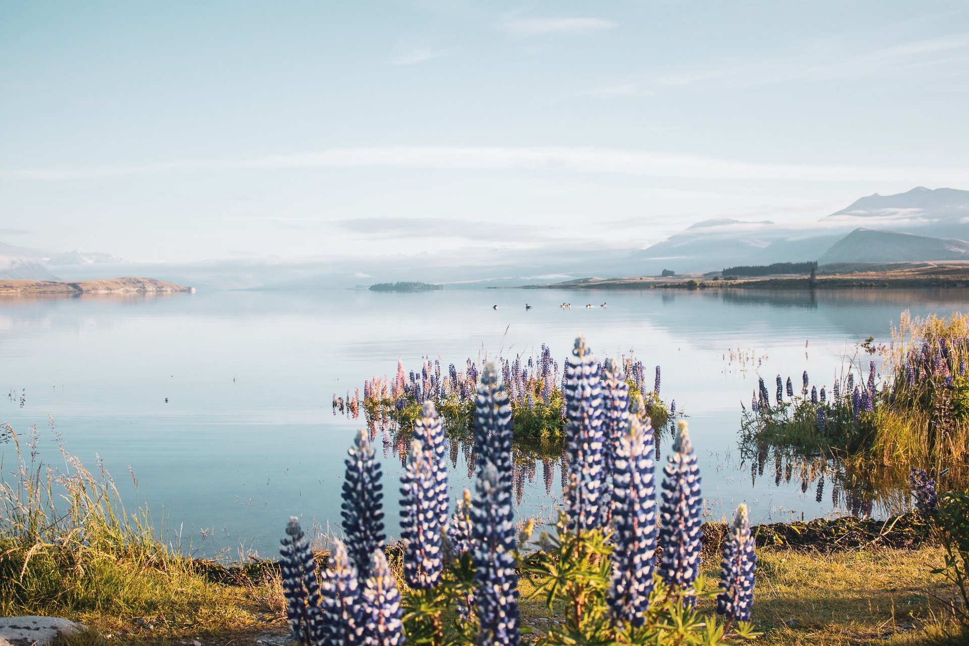 South Island Lick Tour