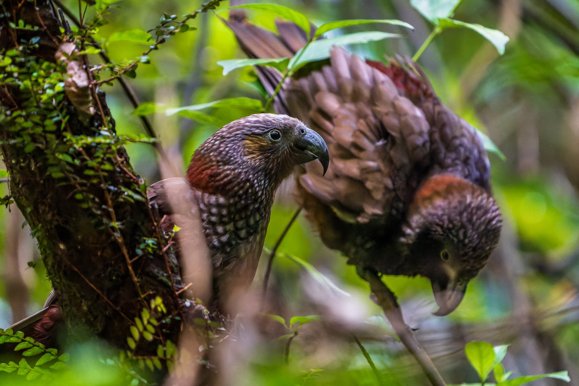 20-Day New Zealand Uncovered Tour from Christchurch: An Unmissable Māori Cultural Experience and Hāngi | Rare Bird Species at Zealandia | Hobbiton Movie Set | **Small groups** **Passionate Kiwi guides**