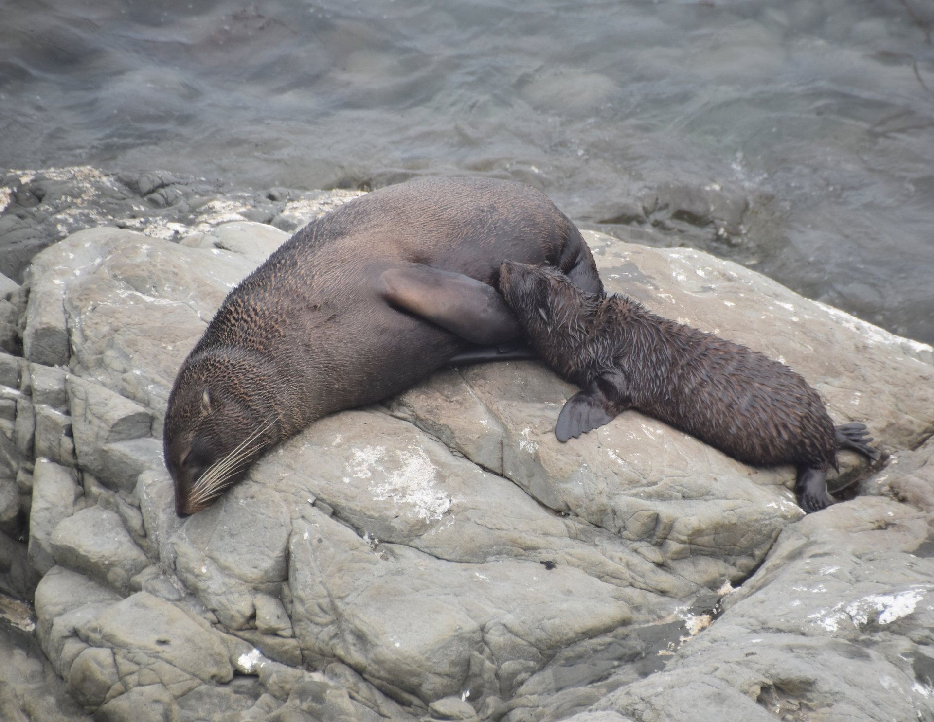 12-Day Wanderer Tour from Auckland: Delicious Marlborough Wine Tasting | Rare Bird Species at Zealandia | Hobbiton Movie Set | **Small groups** **Passionate Kiwi guides** 