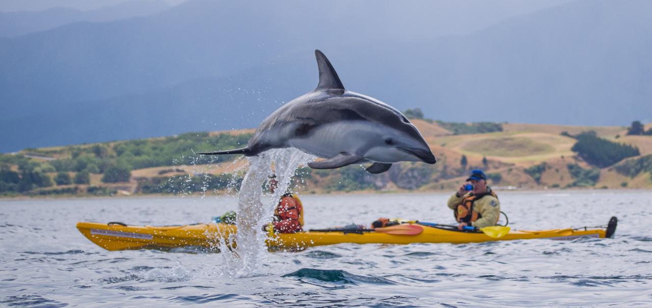  Sea Kayak Hire Half day